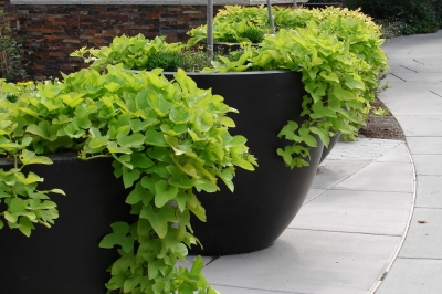 Hoe een sinaasappelboom te planten