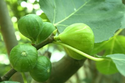 Een sinaasappelboom laten groeien - handige tips en trucs