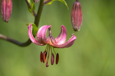 Een orchidee levensecht op een bonsai kweken - kan dat?