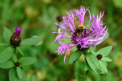Hoe schaalinsecten op orchideeën met natuurlijke middelen te bestrijden