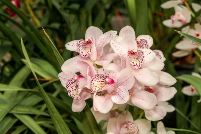 Het terrarium is het ideale toevluchtsoord voor deze orchideeën