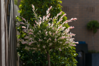 Hoe zorg je met expertise voor jonge orchideeënplanten?