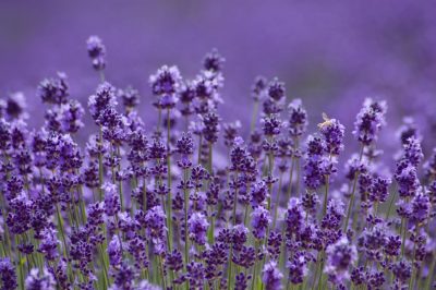 Uw orchideeën verblijven het liefst op deze locatie