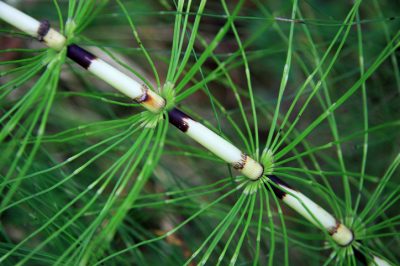 Hoe orchideeën op een voorbeeldige manier te planten
