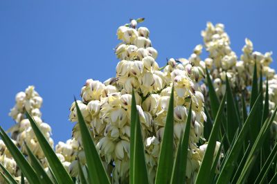 Orchidee verliest alle bloemen - dat is alles