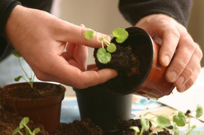 Moet ik mijn paascactus regelmatig knippen?
