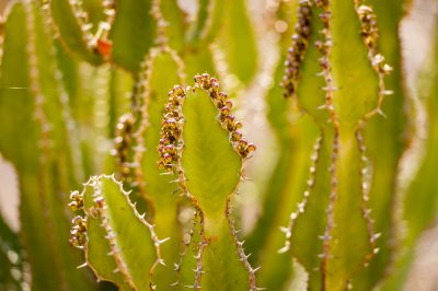 Herken wolluizen op de handpalm - en bestrijd ze met succes