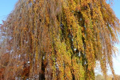 Hoe kan de bloem van de paradijsvogel overwinterd worden?
