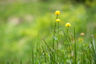 Een paranotenboom planten - werkt het?