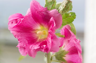 Verwen uzelf met passiebloem