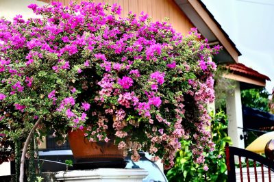 Echte meeldauw op de petunia: diagnose en tegenmaatregelen