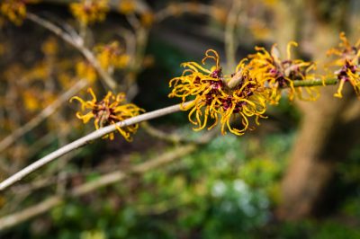 Een bijzondere blikvanger: bonsai van de Chinese peperboom