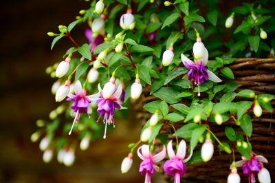 Uw tuin zal genieten van een kleurenfestival met paarse bellen