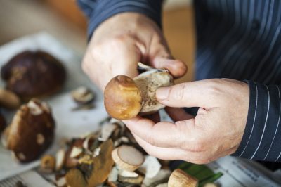 Het onderhouden van de kweepeerboom: een praktische gids