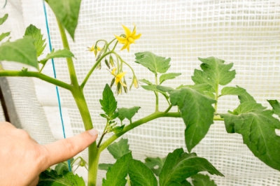 U kunt radijs telen zonder groene vingers