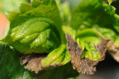 Ranunculus - waar bloeit hij het meest uitbundig?