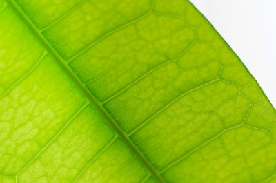 Hoe rododendrons correct te snijden - tutorial voor meesterlijk snijden