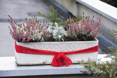 Rozen hebben voedselrijke en humusrijke grond nodig