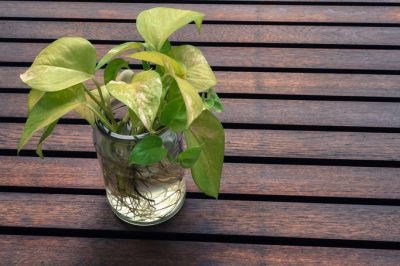 Hoeveel planten per meter beukenhaag?