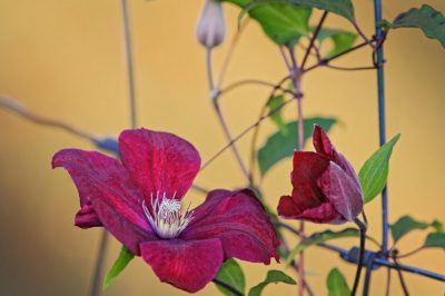 Hoe een gewone beuk te planten!