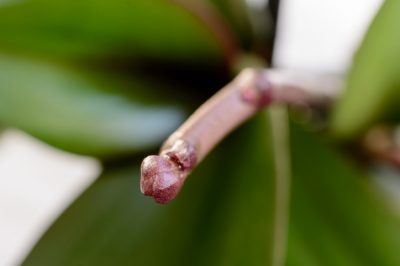 Rode banaan: een exotische ervaring voor fruitliefhebbers