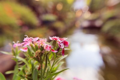 Een zoete kers planten: hoe gaat het goed?