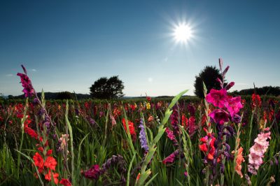 Zoutwilg is zeer geschikt voor het planten van heggen