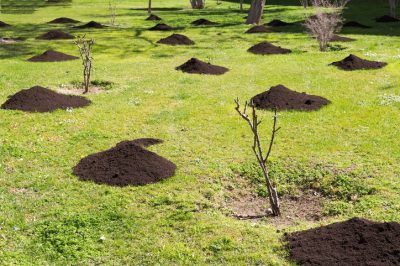 Hoe laat bloeit de dambordbloem?