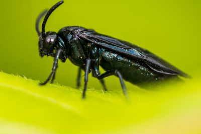 Bestrijd paardenstaart permanent in de tuin en het gazon