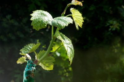 Het registratieblad: soorten en variëteiten in één oogopslag