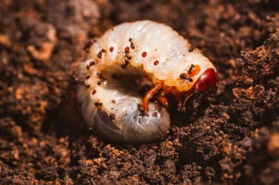 Hoe schaalinsecten te bestrijden