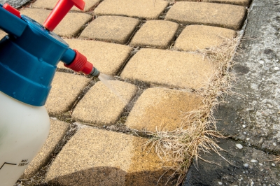 Een parasolspar afsnijden zonder ernstige fouten