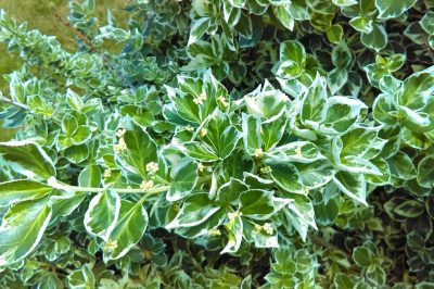 Hoe zorg je voor gypsophila - de belangrijkste tips