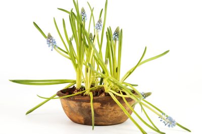 Dit hoort bij het goed verzorgen van de candytuft!