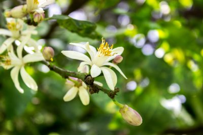 Uitgebloeide bloemen op de lila vlinder afsnijden - of niet?