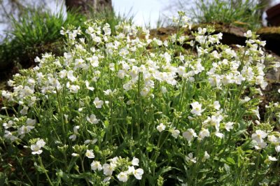 Vecht tegen slakken op de hortensia