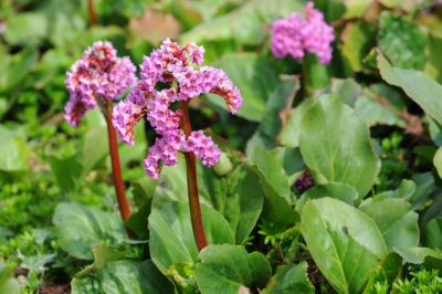 Het is beter om de lavendel in een pot te overwinteren