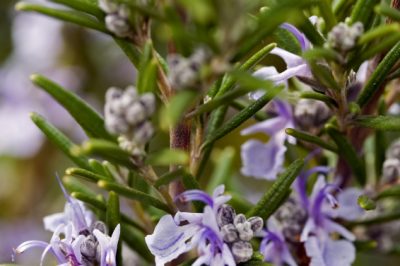 Hoe zwarte bessen in de tuin te planten!