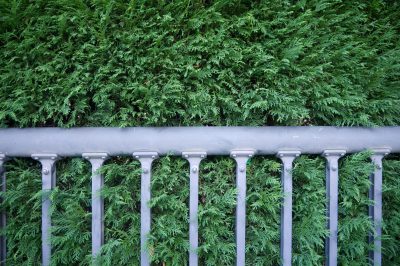 Een slapende boom snoeien - Hoe een zijden acacia te snoeien