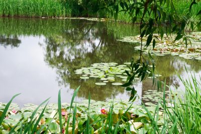 Het bladzilver - winterhard in de tuin?