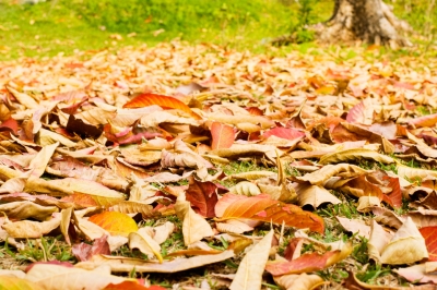 Interessante feiten over de oorsprong van de zonnebloem