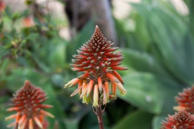 Hoe zonnehoed op de juiste manier te planten - de beste tips