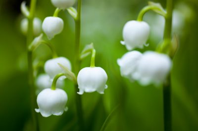 Meerjarige zonnebloem: planten en verzorgen