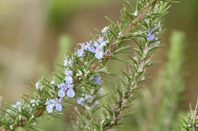 Heeft de hulst blauwe bessen?