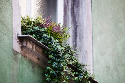 Hoe u struikveronica overwintert in de tuin of in huis