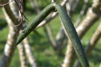 Vraag financiering aan voor de aanleg van een weideboomgaard