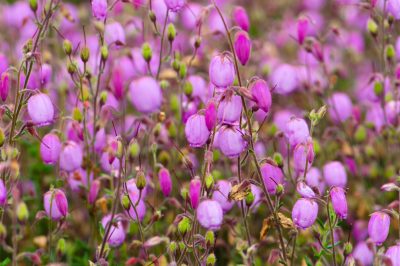 Naturnahe Streuobstwiese – Pflege das ganze Jahr hindurch erforderlich