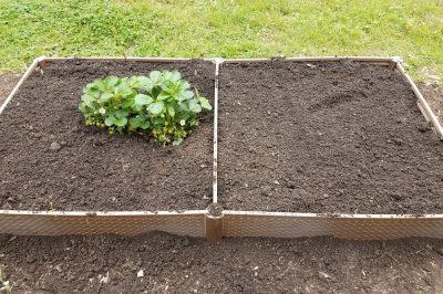 Zaaien en co, grond, Daglelies planten: locatie