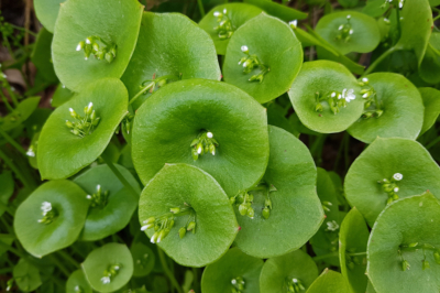 Hoe een vijverroos te planten - de beste tips