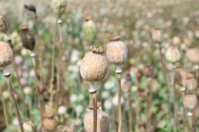 Hoe kan Thaise basilicum overwinteren?